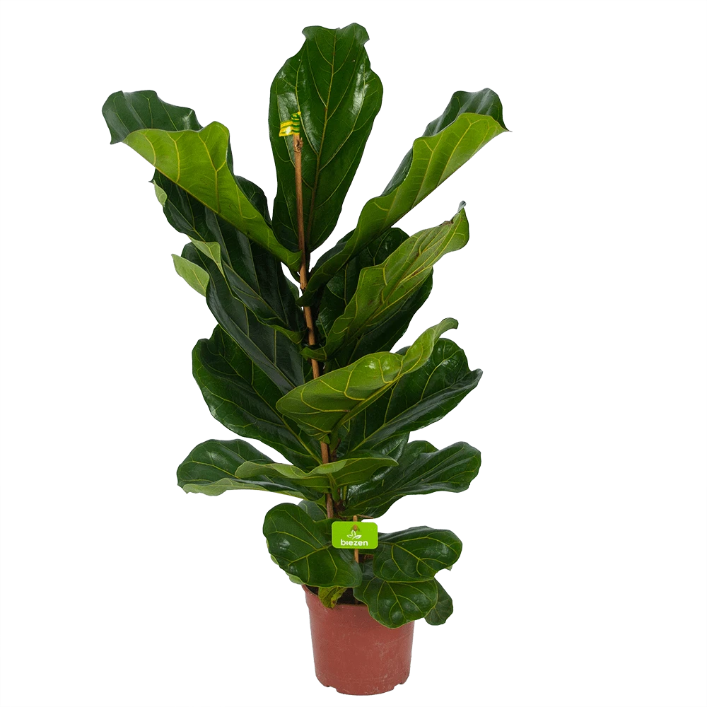 Ficus Lyrata - Tabaksplant - Toef - P17 H90 - Kamerplant 4 Ficus Lyrata - Tabaksplant - Toef - P17 H90 - Kamerplant - Image 2