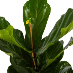 Ficus Lyrata - Tabaksplant - Toef - P17 H90 - Kamerplant 8 Ficus Lyrata - Tabaksplant - Toef - P17 H90 - Kamerplant -uinbenodigdheden Verkoop 2024 ficus lyrata tabaksplant toef p17 h90 5