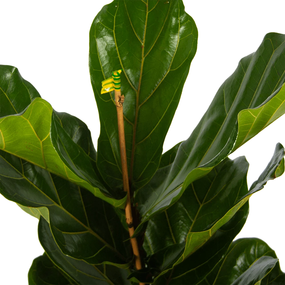 Ficus Lyrata - Tabaksplant - Toef - P17 H90 - Kamerplant 5 Ficus Lyrata - Tabaksplant - Toef - P17 H90 - Kamerplant - Image 3