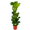 Ficus Lyrata - Tabaksplant - Toef - P21 H90 - Kamerplant 2 Ficus Lyrata - Tabaksplant - Toef - P21 H90 - Kamerplant -uinbenodigdheden Verkoop 2024 ficus lyrata tabaksplant toef p21 h90 1 1