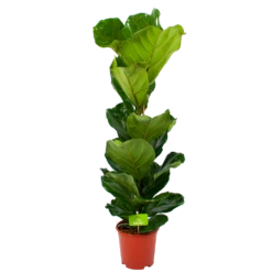 Ficus Lyrata - Tabaksplant - Toef - P21 H90 - Kamerplant