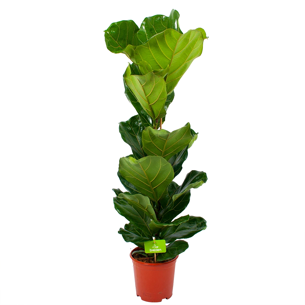 Ficus Lyrata - Tabaksplant - Toef - P21 H90 - Kamerplant 3 Ficus Lyrata - Tabaksplant - Toef - P21 H90 - Kamerplant