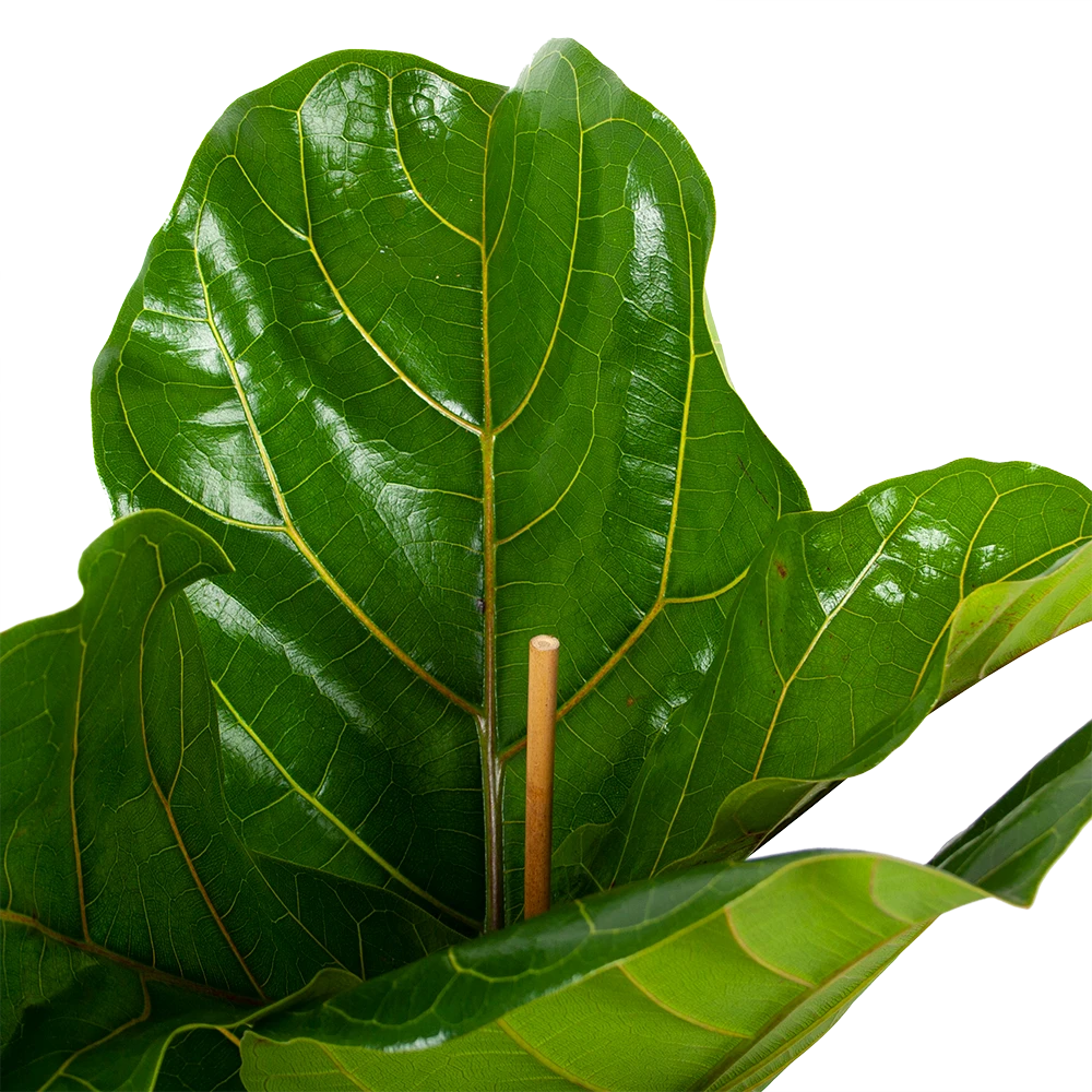 Ficus Lyrata - Tabaksplant - Toef - P21 H90 - Kamerplant 4 Ficus Lyrata - Tabaksplant - Toef - P21 H90 - Kamerplant - Image 2