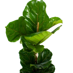 Ficus Lyrata - Tabaksplant - Toef - P21 H90 - Kamerplant 8 Ficus Lyrata - Tabaksplant - Toef - P21 H90 - Kamerplant -uinbenodigdheden Verkoop 2024 ficus lyrata tabaksplant toef p21 h90 6 1