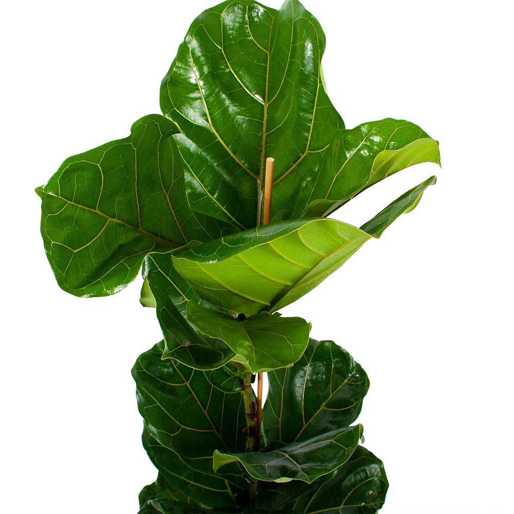 Ficus Lyrata - Tabaksplant - Toef - P21 H90 - Kamerplant 5 Ficus Lyrata - Tabaksplant - Toef - P21 H90 - Kamerplant - Image 3