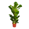 Ficus Lyrata - Tabaksplant - Toef - P24 H120 - Kamerplant 1 Ficus Lyrata - Tabaksplant - Toef - P24 H120 - Kamerplant -uinbenodigdheden Verkoop 2024 ficus lyrata tabaksplant toef p24 h120 1