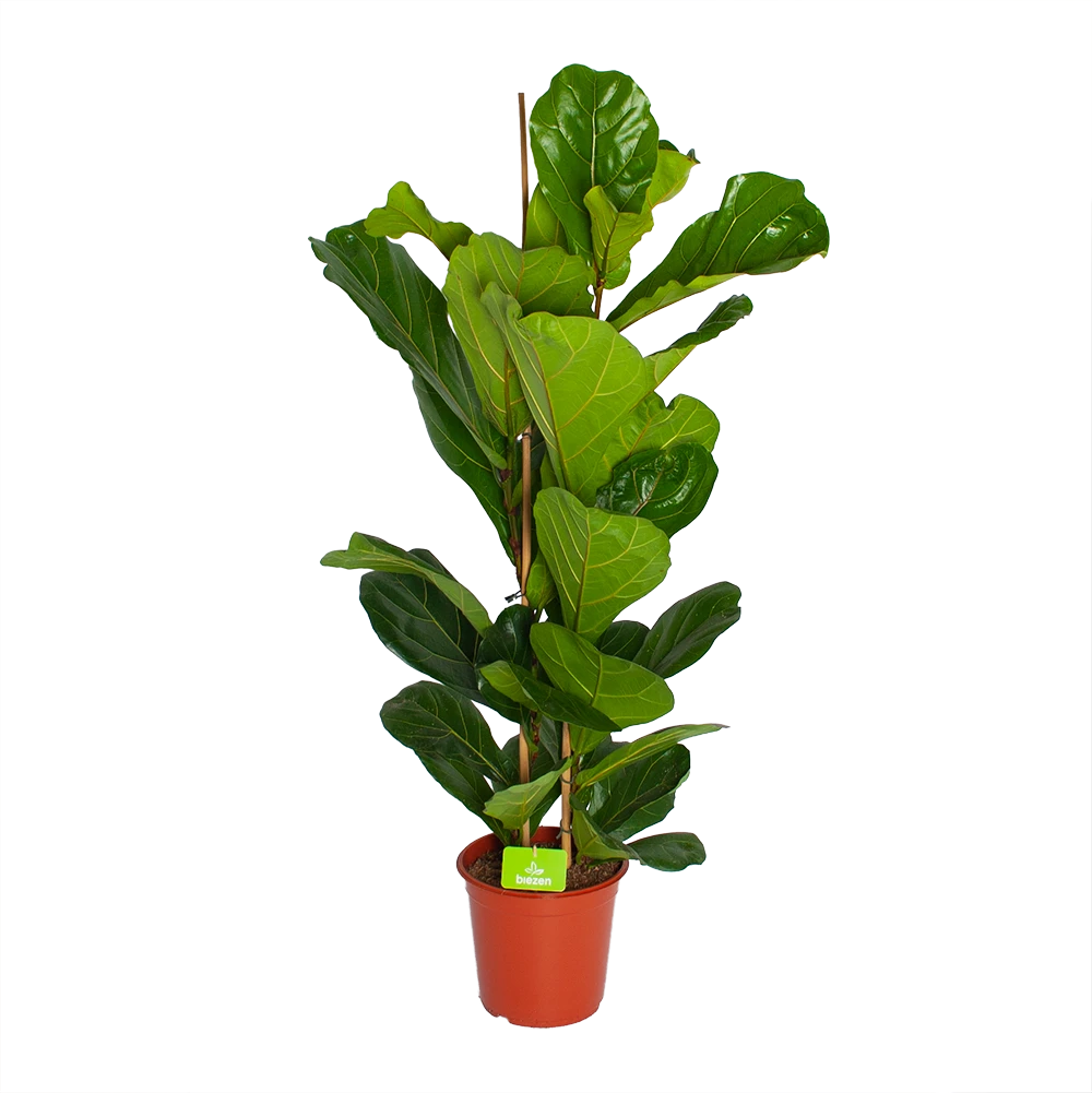 Ficus Lyrata - Tabaksplant - Toef - P24 H120 - Kamerplant 3 Ficus Lyrata - Tabaksplant - Toef - P24 H120 - Kamerplant