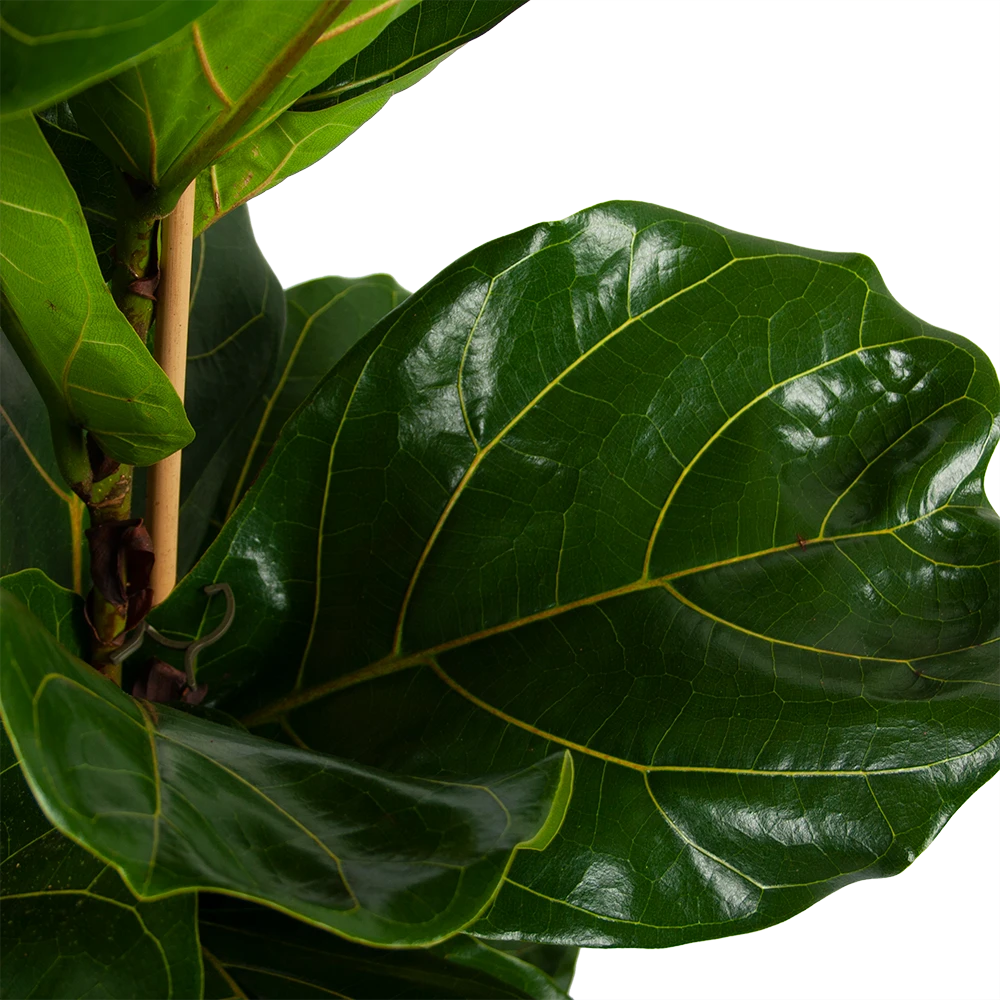 Ficus Lyrata - Tabaksplant - Toef - P34 H120 - Kamerplant 4 Ficus Lyrata - Tabaksplant - Toef - P34 H120 - Kamerplant - Image 2