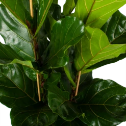 Ficus Lyrata - Tabaksplant - Toef - P34 H120 - Kamerplant 9 Ficus Lyrata - Tabaksplant - Toef - P34 H120 - Kamerplant -uinbenodigdheden Verkoop 2024 ficus lyrata tabaksplant toef p34 h120 5 3