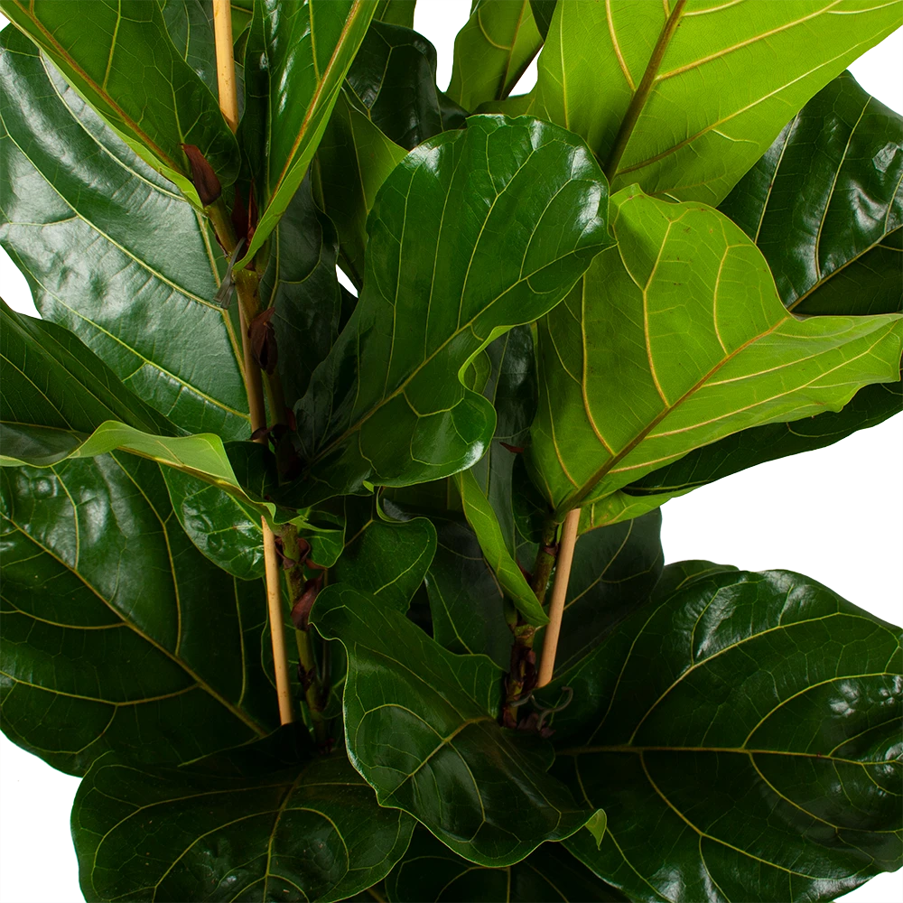 Ficus Lyrata - Tabaksplant - Toef - P34 H120 - Kamerplant 5 Ficus Lyrata - Tabaksplant - Toef - P34 H120 - Kamerplant - Image 3