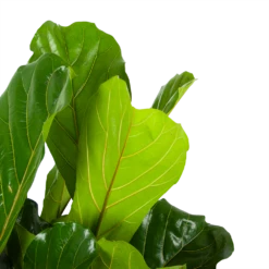 Ficus Lyrata - Tabaksplant - Toef - P34 H120 - Kamerplant 10 Ficus Lyrata - Tabaksplant - Toef - P34 H120 - Kamerplant -uinbenodigdheden Verkoop 2024 ficus lyrata tabaksplant toef p34 h120 6 3