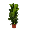 Ficus Lyrata - Tabaksplant - Toef - P35 H150 - Kamerplant -uinbenodigdheden Verkoop 2024 ficus lyrata tabaksplant toef p35 h150 1
