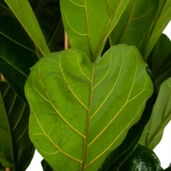 Ficus Lyrata - Tabaksplant - Toef - P35 H150 - Kamerplant -uinbenodigdheden Verkoop 2024 ficus lyrata tabaksplant toef p35 h150 6