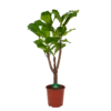 Ficus Lyrata Vertakt - Tabaksplant - P27 H140 - Kamerplant 1 Ficus Lyrata Vertakt - Tabaksplant - P27 H140 - Kamerplant -uinbenodigdheden Verkoop 2024 ficus lyrata vertakt tabaksplant p27 h140 kamerplant 1