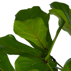 Ficus Lyrata Vertakt - Tabaksplant - P27 H140 - Kamerplant 8 Ficus Lyrata Vertakt - Tabaksplant - P27 H140 - Kamerplant -uinbenodigdheden Verkoop 2024 ficus lyrata vertakt tabaksplant p27 h140 kamerplant 4