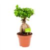 Ficus Microcarpa Ginseng - Bonsai - P17 H40 - Kamerplant -uinbenodigdheden Verkoop 2024 ficus microcarpa ginseng bonsai p17 h40 1