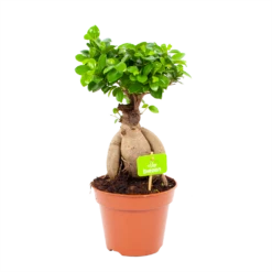 Ficus Microcarpa Ginseng - Bonsai - P17 H40 - Kamerplant
