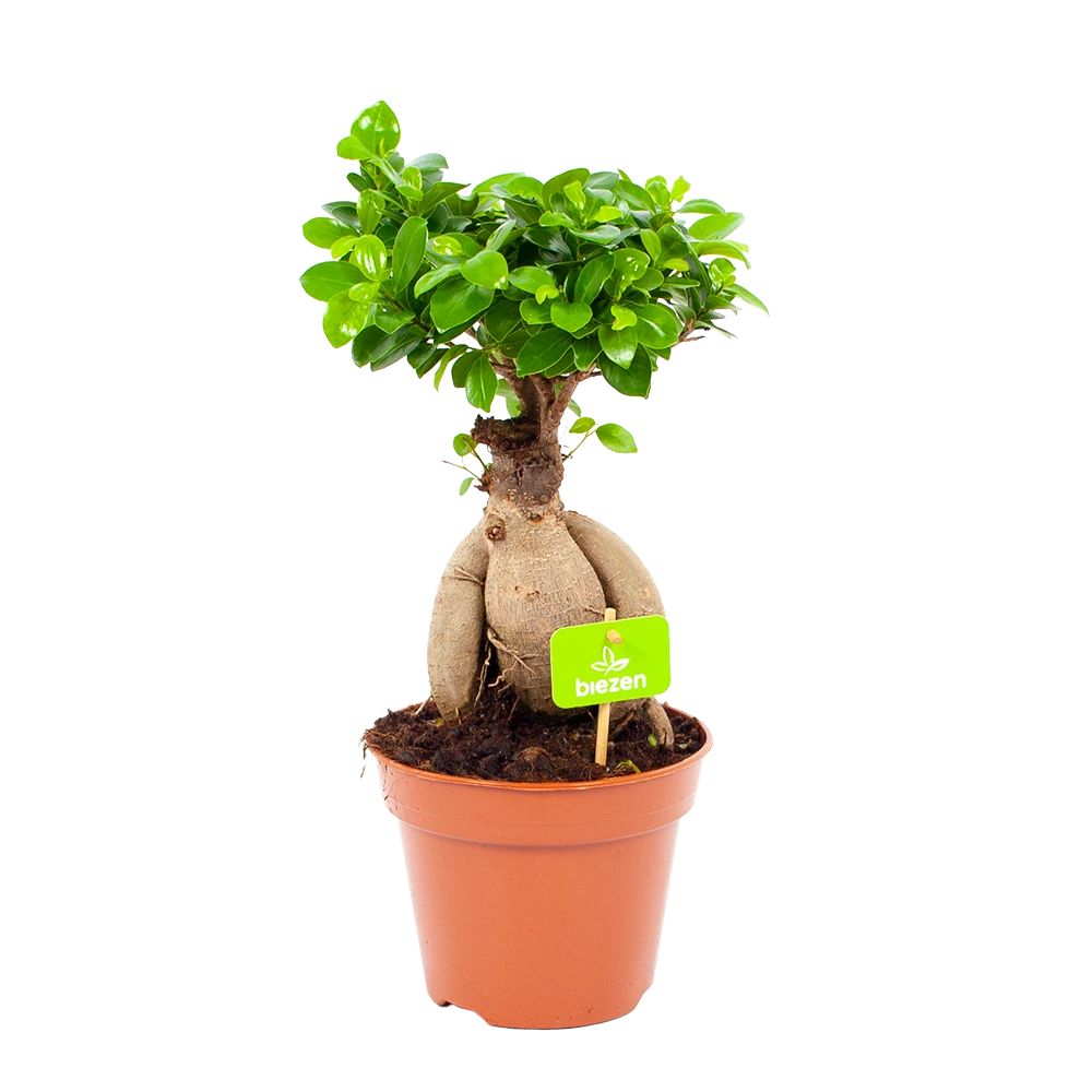 Ficus Microcarpa Ginseng - Bonsai - P17 H40 - Kamerplant 3 Ficus Microcarpa Ginseng - Bonsai - P17 H40 - Kamerplant