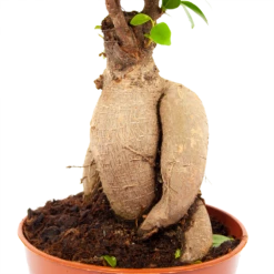 Ficus Microcarpa Ginseng - Bonsai - P17 H40 - Kamerplant 7 Ficus Microcarpa Ginseng - Bonsai - P17 H40 - Kamerplant -uinbenodigdheden Verkoop 2024 ficus microcarpa ginseng bonsai p17 h40 5