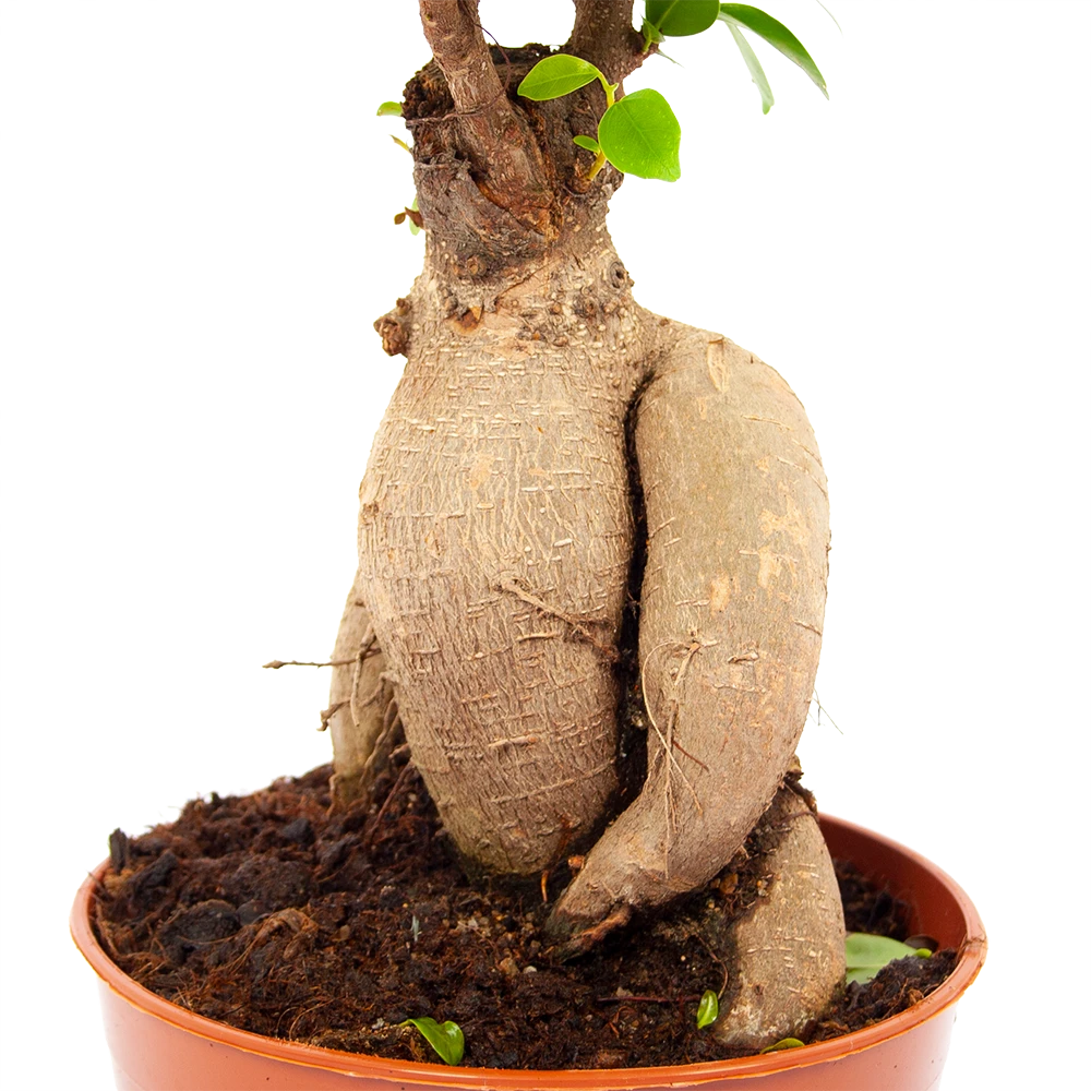 Ficus Microcarpa Ginseng - Bonsai - P17 H40 - Kamerplant 4 Ficus Microcarpa Ginseng - Bonsai - P17 H40 - Kamerplant - Image 2