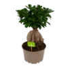 Ficus Microcarpa Ginseng - Bonsai - P20 H45 - Kamerplant 1 Ficus Microcarpa Ginseng - Bonsai - P20 H45 - Kamerplant -uinbenodigdheden Verkoop 2024 ficus microcarpa ginseng bonsai p20 h45 1