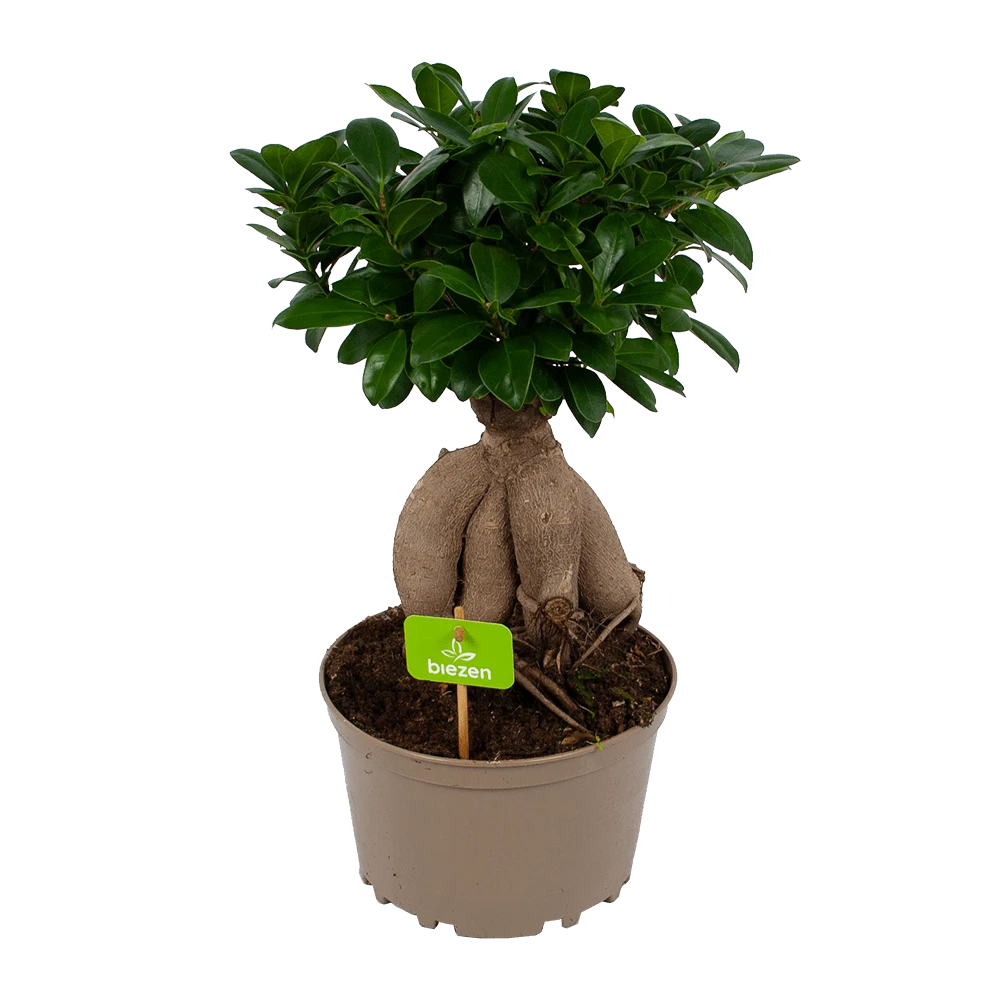 Ficus Microcarpa Ginseng - Bonsai - P20 H45 - Kamerplant 3 Ficus Microcarpa Ginseng - Bonsai - P20 H45 - Kamerplant