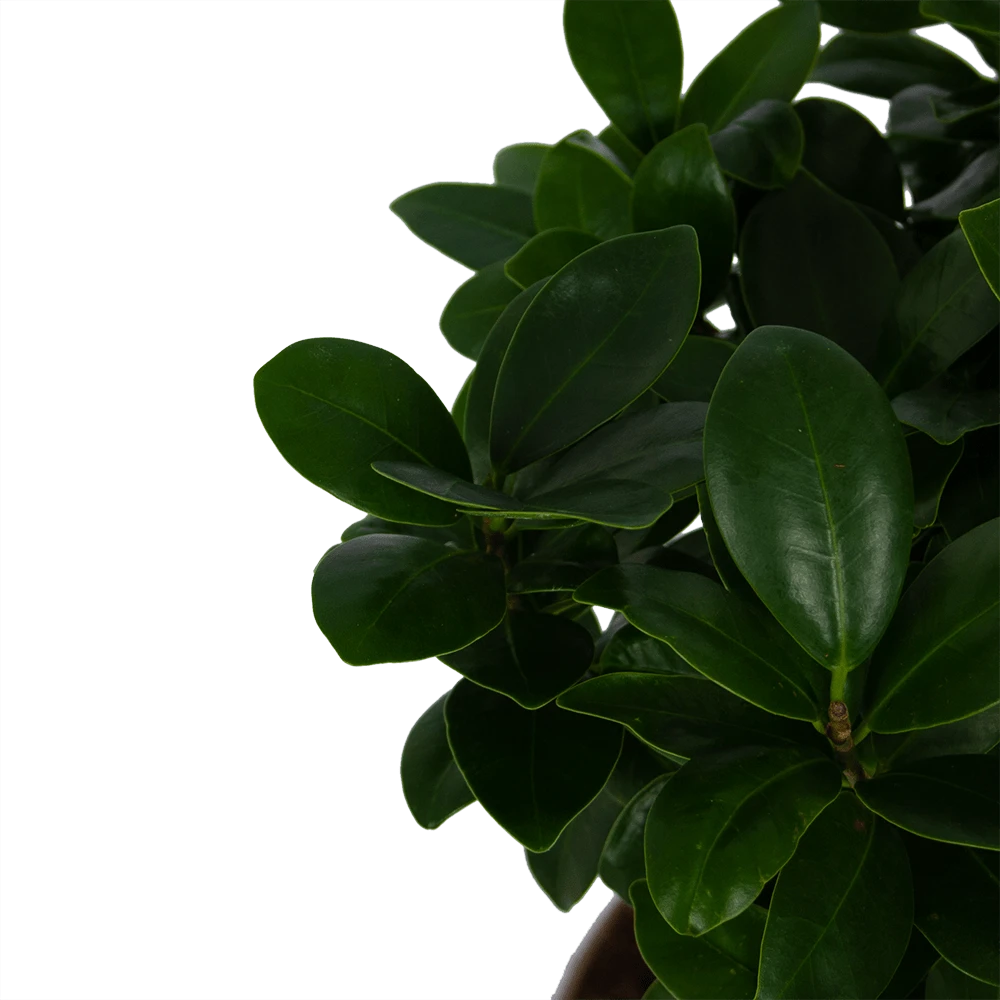 Ficus Microcarpa Ginseng - Bonsai - P20 H45 - Kamerplant 4 Ficus Microcarpa Ginseng - Bonsai - P20 H45 - Kamerplant - Image 2