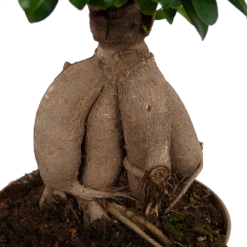 Ficus Microcarpa Ginseng - Bonsai - P20 H45 - Kamerplant 8 Ficus Microcarpa Ginseng - Bonsai - P20 H45 - Kamerplant -uinbenodigdheden Verkoop 2024 ficus microcarpa ginseng bonsai p20 h45 6