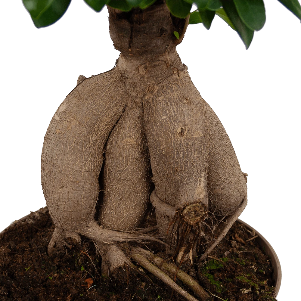 Ficus Microcarpa Ginseng - Bonsai - P20 H45 - Kamerplant 5 Ficus Microcarpa Ginseng - Bonsai - P20 H45 - Kamerplant - Image 3
