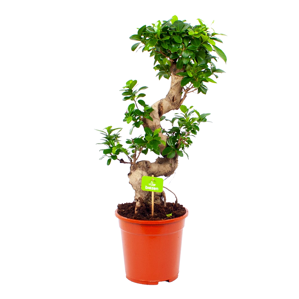 Ficus Microcarpa Ginseng - Bonsai - P21 H65 - Kamerplant 3 Ficus Microcarpa Ginseng - Bonsai - P21 H65 - Kamerplant