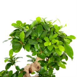 Ficus Microcarpa Ginseng - Bonsai - P21 H65 - Kamerplant 8 Ficus Microcarpa Ginseng - Bonsai - P21 H65 - Kamerplant -uinbenodigdheden Verkoop 2024 ficus microcarpa ginseng bonsai p21 h65 6
