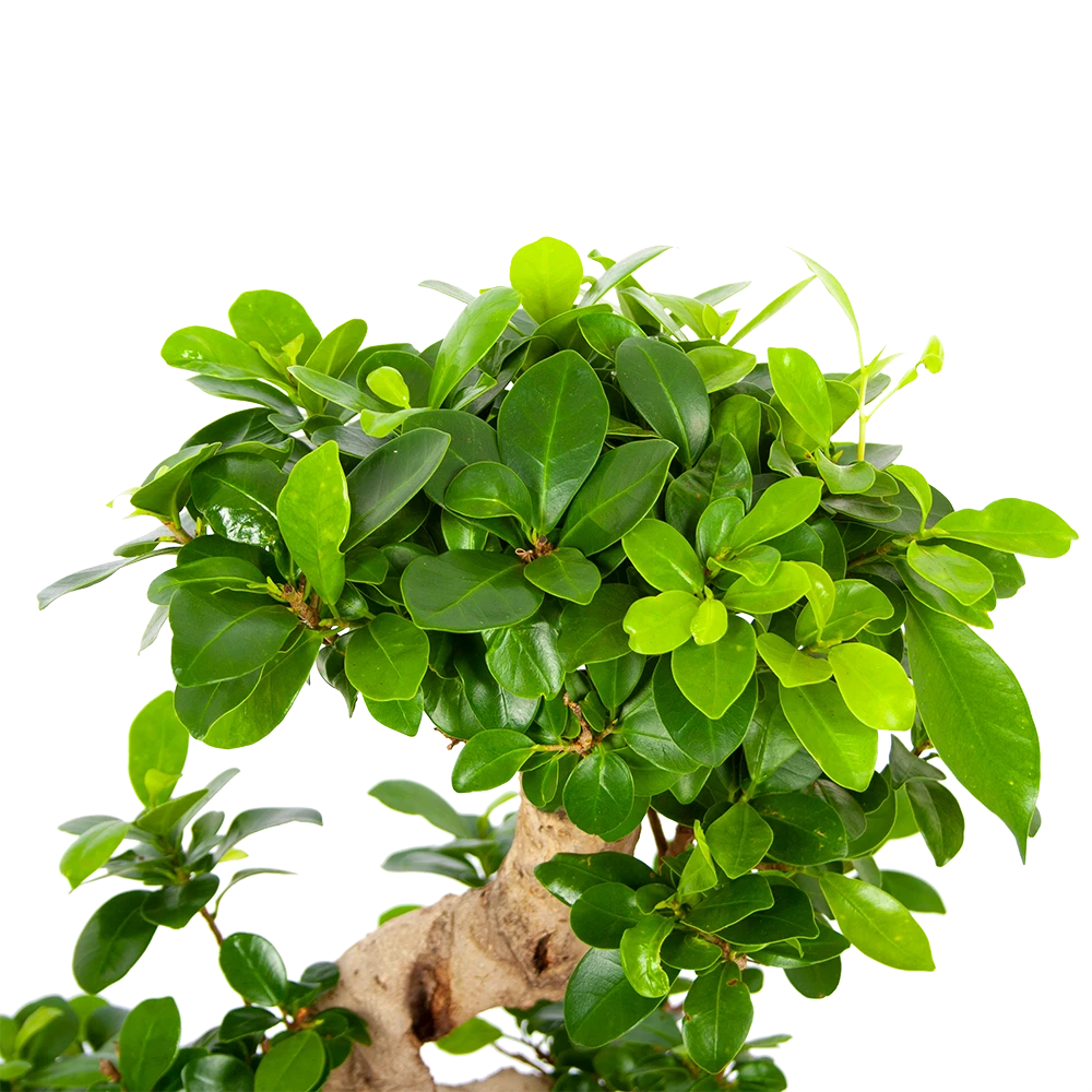 Ficus Microcarpa Ginseng - Bonsai - P21 H65 - Kamerplant 5 Ficus Microcarpa Ginseng - Bonsai - P21 H65 - Kamerplant - Image 3