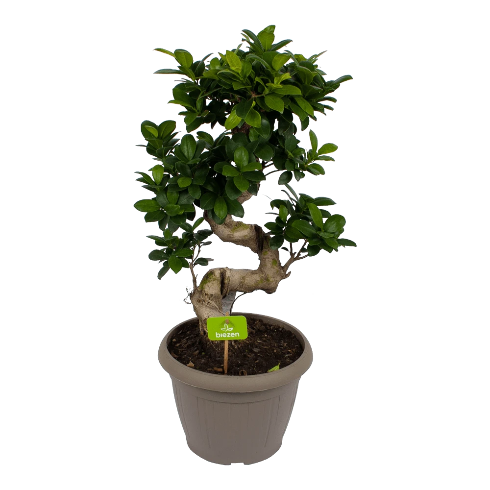 Ficus Microcarpa Ginseng - Bonsai - P25 H70 - Kamerplant 3 Ficus Microcarpa Ginseng - Bonsai - P25 H70 - Kamerplant