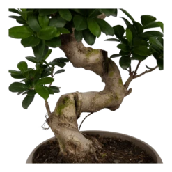 Ficus Microcarpa Ginseng - Bonsai - P25 H70 - Kamerplant 7 Ficus Microcarpa Ginseng - Bonsai - P25 H70 - Kamerplant -uinbenodigdheden Verkoop 2024 ficus microcarpa ginseng bonsai p25 h70 5
