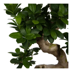 Ficus Microcarpa Ginseng - Bonsai - P25 H70 - Kamerplant 8 Ficus Microcarpa Ginseng - Bonsai - P25 H70 - Kamerplant -uinbenodigdheden Verkoop 2024 ficus microcarpa ginseng bonsai p25 h70 6