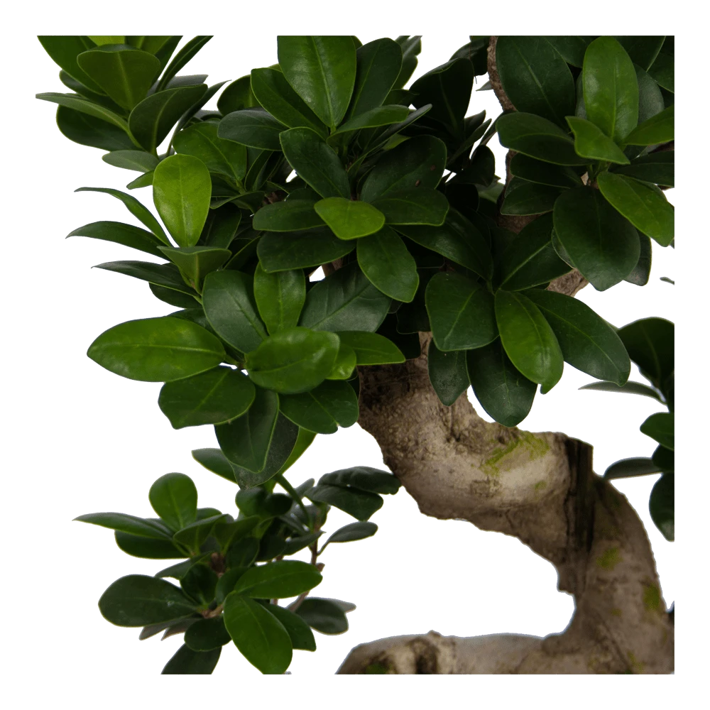 Ficus Microcarpa Ginseng - Bonsai - P25 H70 - Kamerplant 5 Ficus Microcarpa Ginseng - Bonsai - P25 H70 - Kamerplant - Image 3