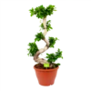 Ficus Microcarpa Ginseng - Bonsai - P29 H90 - Kamerplant 2 Ficus Microcarpa Ginseng - Bonsai - P29 H90 - Kamerplant -uinbenodigdheden Verkoop 2024 ficus microcarpa ginseng bonsai p29 h90 1