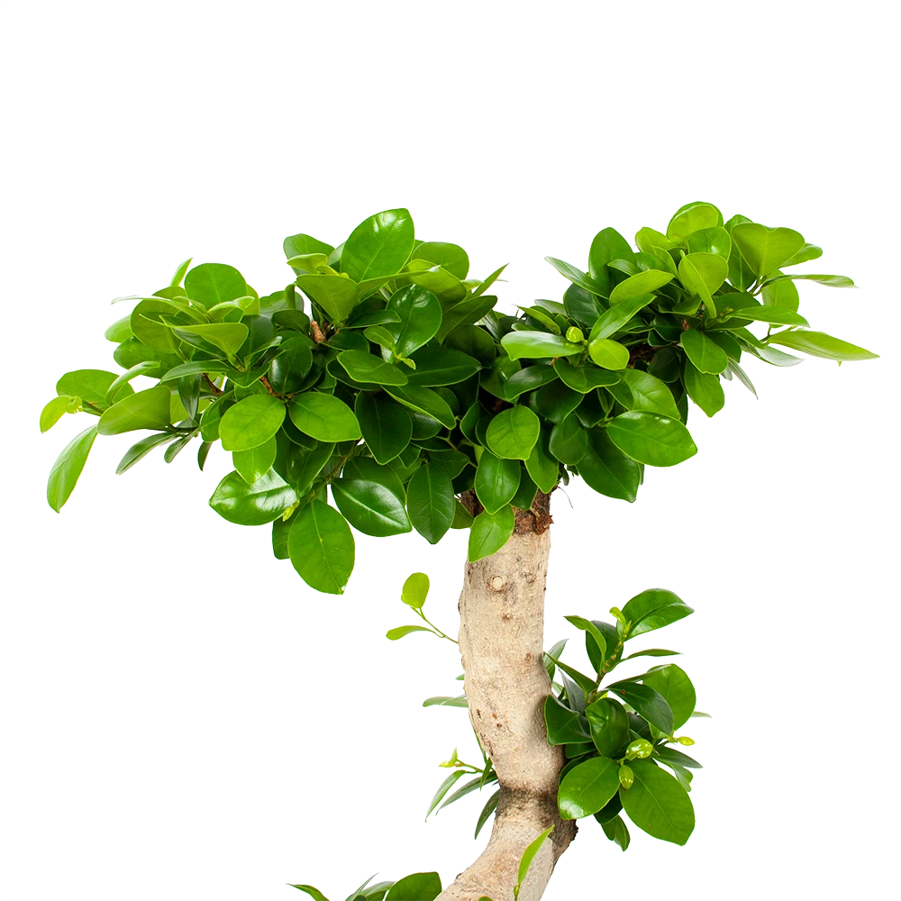 Ficus Microcarpa Ginseng - Bonsai - P29 H90 - Kamerplant 4 Ficus Microcarpa Ginseng - Bonsai - P29 H90 - Kamerplant - Image 2