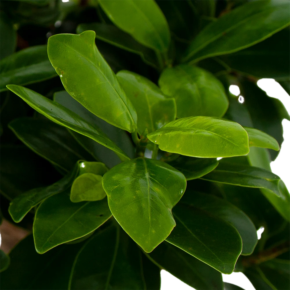 Ficus Microcarpa Ginseng In Zwarte Pot - Bonsai - P52 H100 - Kamerplant 4 Ficus Microcarpa Ginseng In Zwarte Pot - Bonsai - P52 H100 - Kamerplant - Image 2