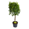 Ficus Microcarpa Nitida Op Gevlochten Stam - Treurvijg - P24 H100 - Kamerplant 1 Ficus Microcarpa Nitida Op Gevlochten Stam - Treurvijg - P24 H100 - Kamerplant -uinbenodigdheden Verkoop 2024 ficus microcarpa nitida op gevlochten stam treurvijg p24 h100 1