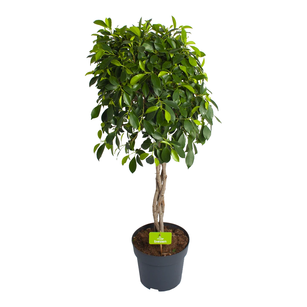 Ficus Microcarpa Nitida Op Gevlochten Stam - Treurvijg - P24 H100 - Kamerplant 3 Ficus Microcarpa Nitida Op Gevlochten Stam - Treurvijg - P24 H100 - Kamerplant