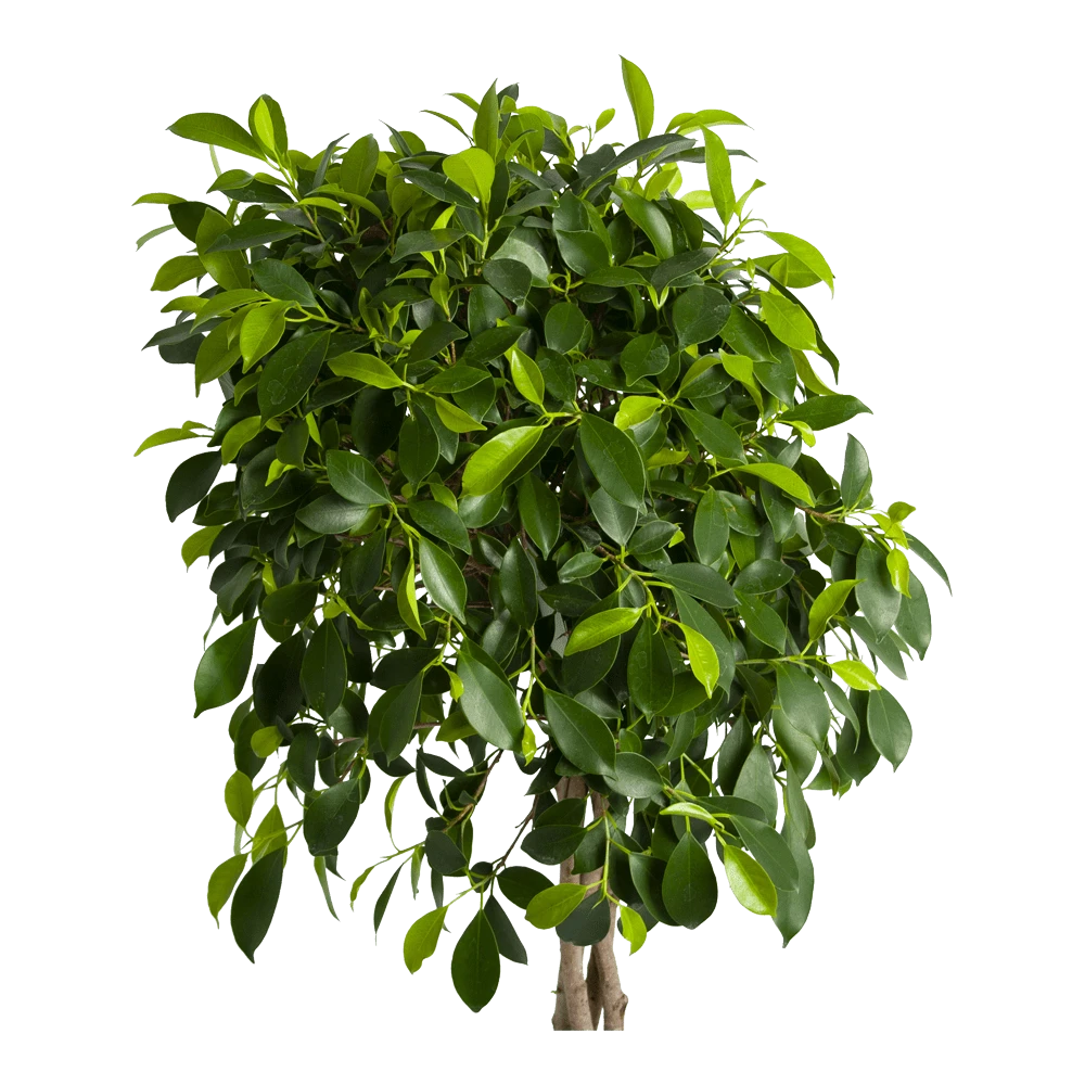 Ficus Microcarpa Nitida Op Gevlochten Stam - Treurvijg - P24 H100 - Kamerplant 4 Ficus Microcarpa Nitida Op Gevlochten Stam - Treurvijg - P24 H100 - Kamerplant - Image 2