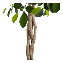 Ficus Microcarpa Nitida Op Gevlochten Stam - Treurvijg - P24 H100 - Kamerplant 9 Ficus Microcarpa Nitida Op Gevlochten Stam - Treurvijg - P24 H100 - Kamerplant -uinbenodigdheden Verkoop 2024 ficus microcarpa nitida op gevlochten stam treurvijg p24 h100 3