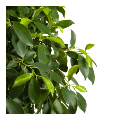 Ficus Microcarpa Nitida Op Gevlochten Stam - Treurvijg - P24 H100 - Kamerplant 10 Ficus Microcarpa Nitida Op Gevlochten Stam - Treurvijg - P24 H100 - Kamerplant -uinbenodigdheden Verkoop 2024 ficus microcarpa nitida op gevlochten stam treurvijg p24 h100 4