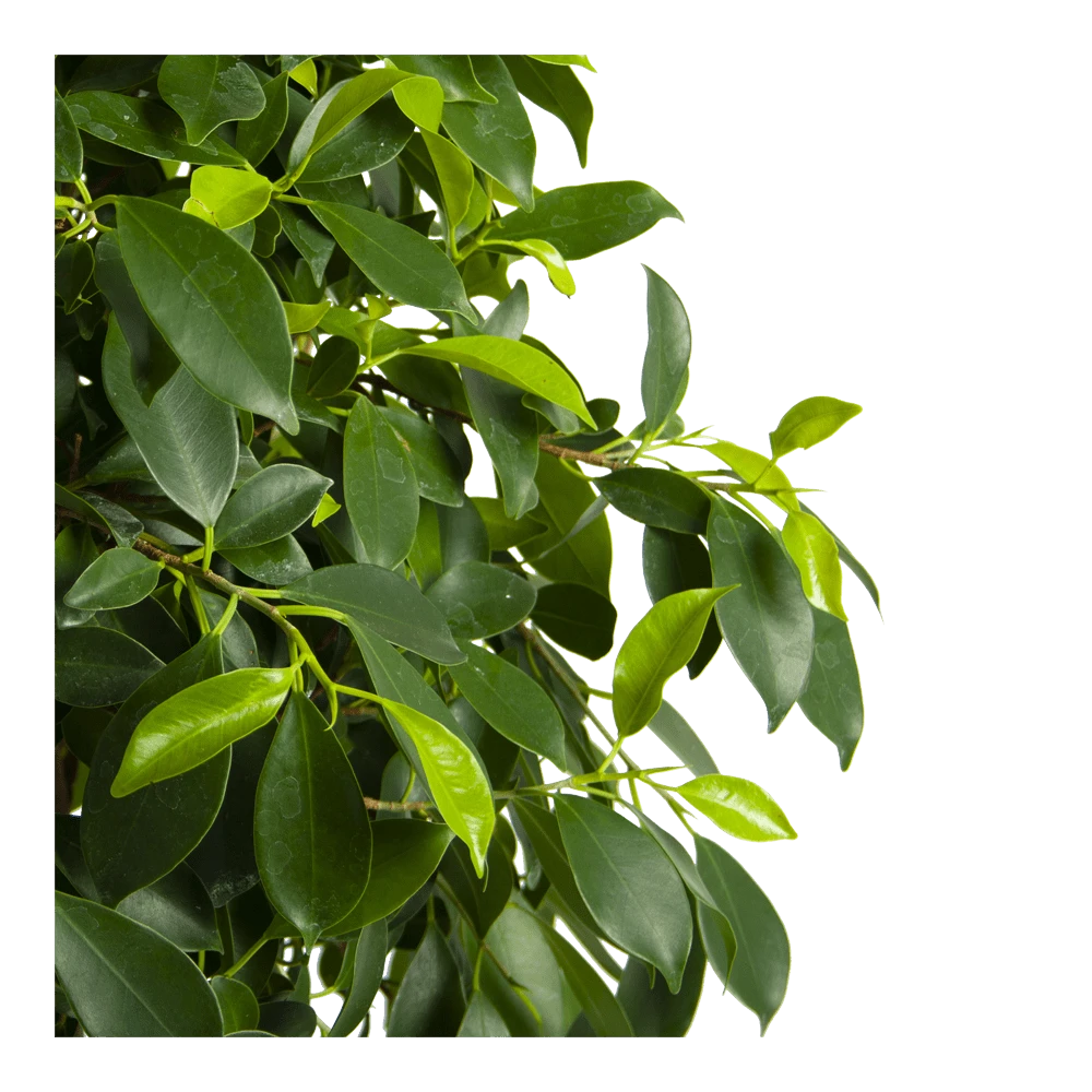 Ficus Microcarpa Nitida Op Gevlochten Stam - Treurvijg - P24 H100 - Kamerplant 6 Ficus Microcarpa Nitida Op Gevlochten Stam - Treurvijg - P24 H100 - Kamerplant - Image 4