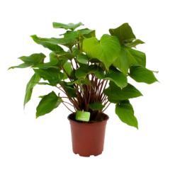 Homalomena Rubescens 'Maggy' - P19 H60 - Kamerplant