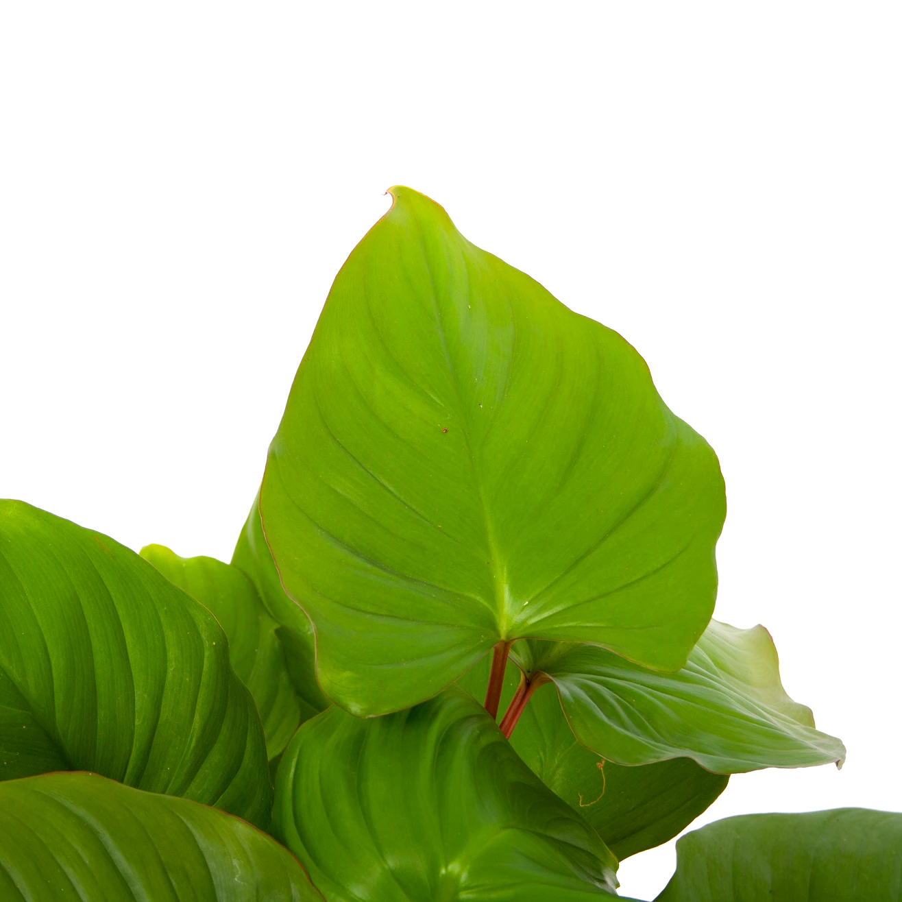 Homalomena Rubescens 'Maggy' - P19 H60 - Kamerplant 4 Homalomena Rubescens 'Maggy' - P19 H60 - Kamerplant - Image 2