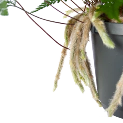 Humata Tyermannii - In Hangpot - P17 H30 - Kamerplant 8 Humata Tyermannii - In Hangpot - P17 H30 - Kamerplant -uinbenodigdheden Verkoop 2024 humata tyermannii in hangpot p17 h30 6