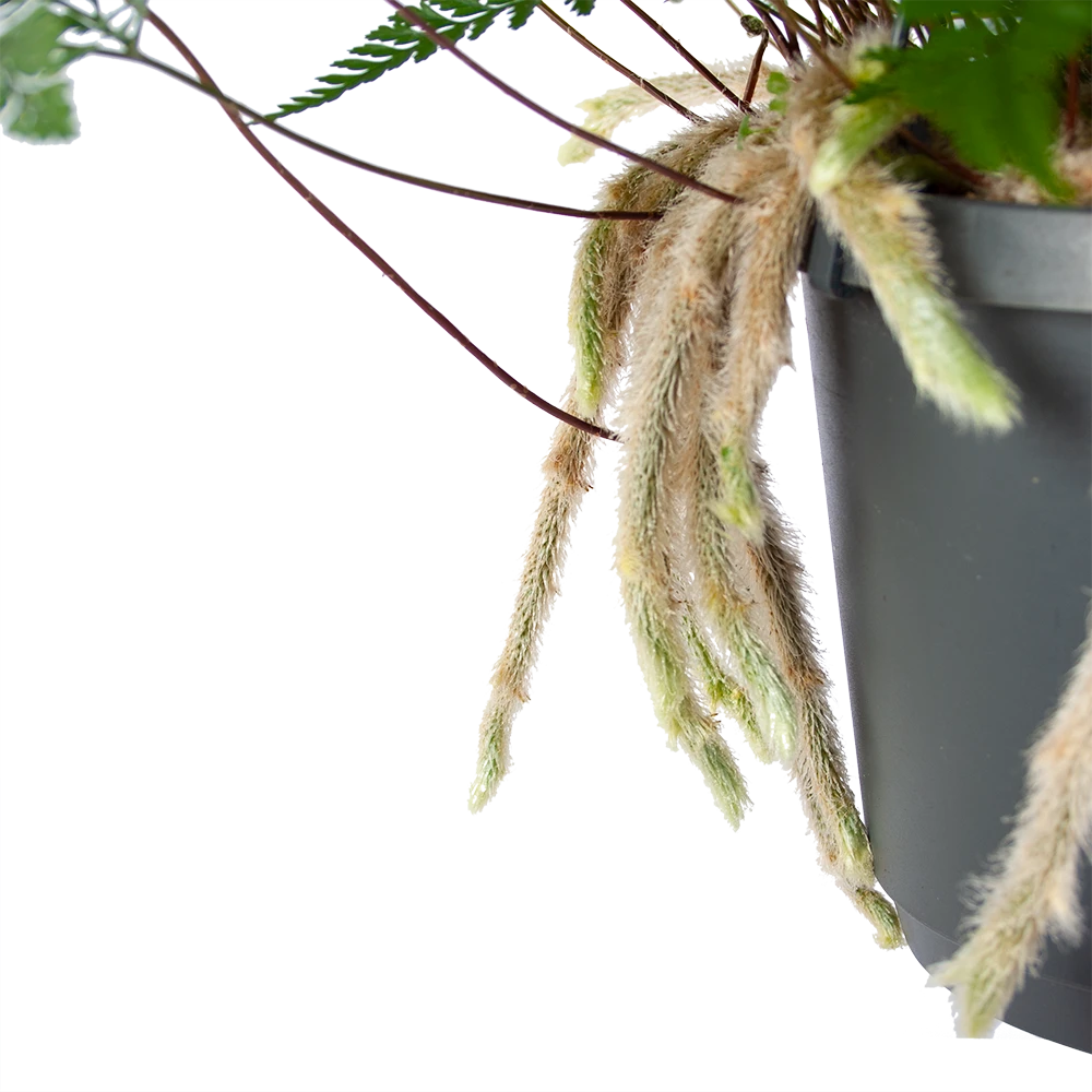 Humata Tyermannii - In Hangpot - P17 H30 - Kamerplant 5 Humata Tyermannii - In Hangpot - P17 H30 - Kamerplant - Image 3