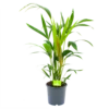 Kentiapalm - Howea Forsteriana - P17 H70 - Kamerplant -uinbenodigdheden Verkoop 2024 kentiapalm howea forsteriana p17 h70 4
